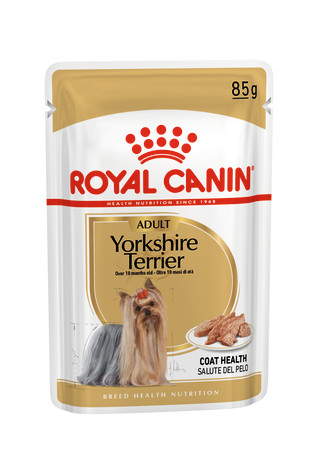 Yorkshire Terrier Adult (in loaf)